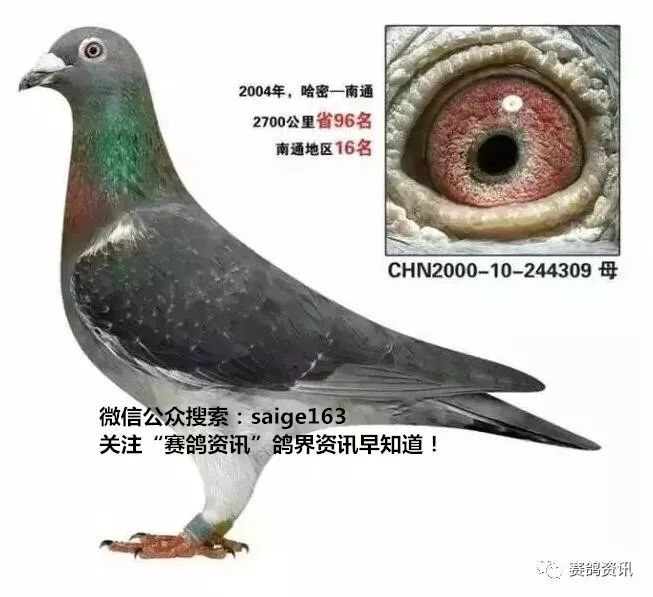 揭秘獨(dú)家自制賽鴿比賽提速藥秘訣，輕松贏在起跑線！
