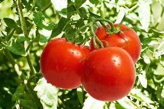 陽(yáng)泉西紅柿最新價(jià)格,陽(yáng)泉西紅柿最新價(jià)格，小巷深處的味覺驚喜
