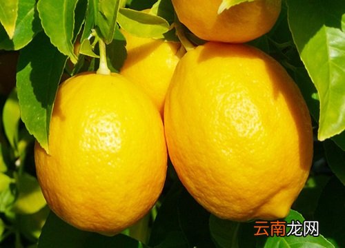 檸檬上市時(shí)間,檸檬上市時(shí)間，全面指南