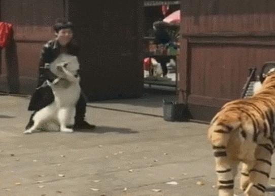 比格犬價(jià)格揭秘，一場(chǎng)友情的溫馨旅程開(kāi)啟愛(ài)與忠誠(chéng)的旅程