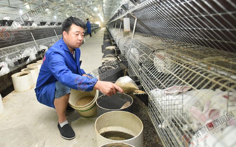 尋找兔場飼養(yǎng)員，最新招聘啟事與小巷特色小店探索之旅