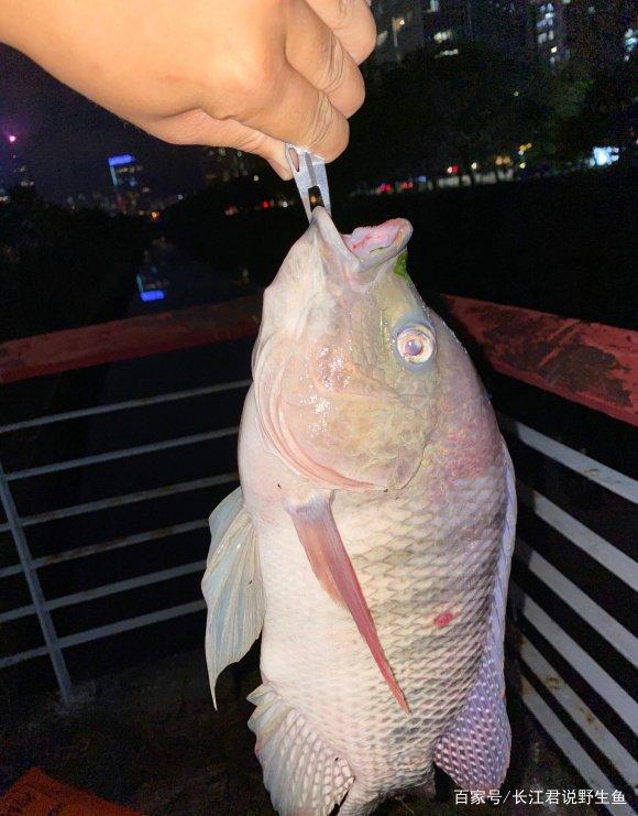 不斷學(xué)習中捕撈成功的魚，最新捕魚技巧分享