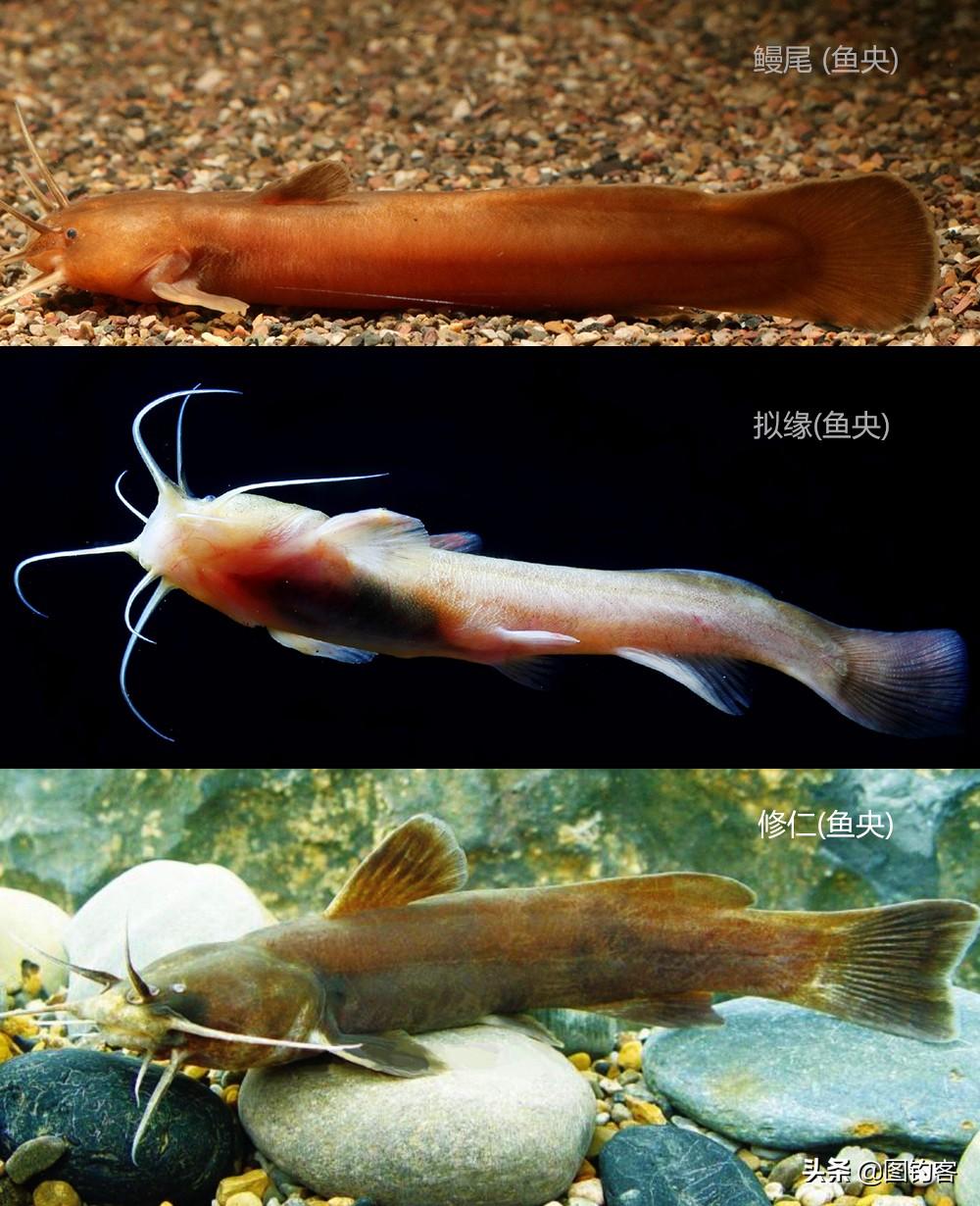 黃顙魚魚苗價(jià)格，歷史背景、現(xiàn)狀與解析