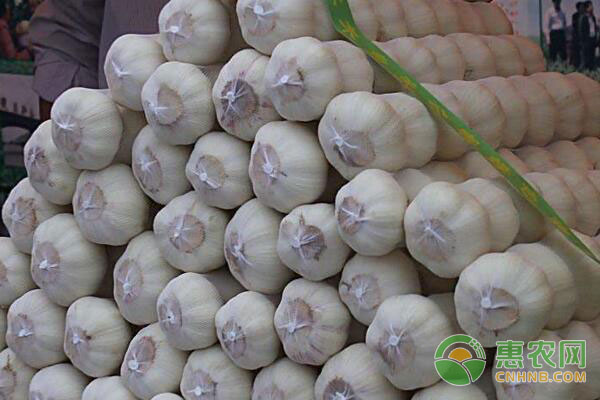 重慶大蒜價(jià)格最新動(dòng)態(tài)，變化中的學(xué)習(xí)助力自信與夢(mèng)想實(shí)現(xiàn)