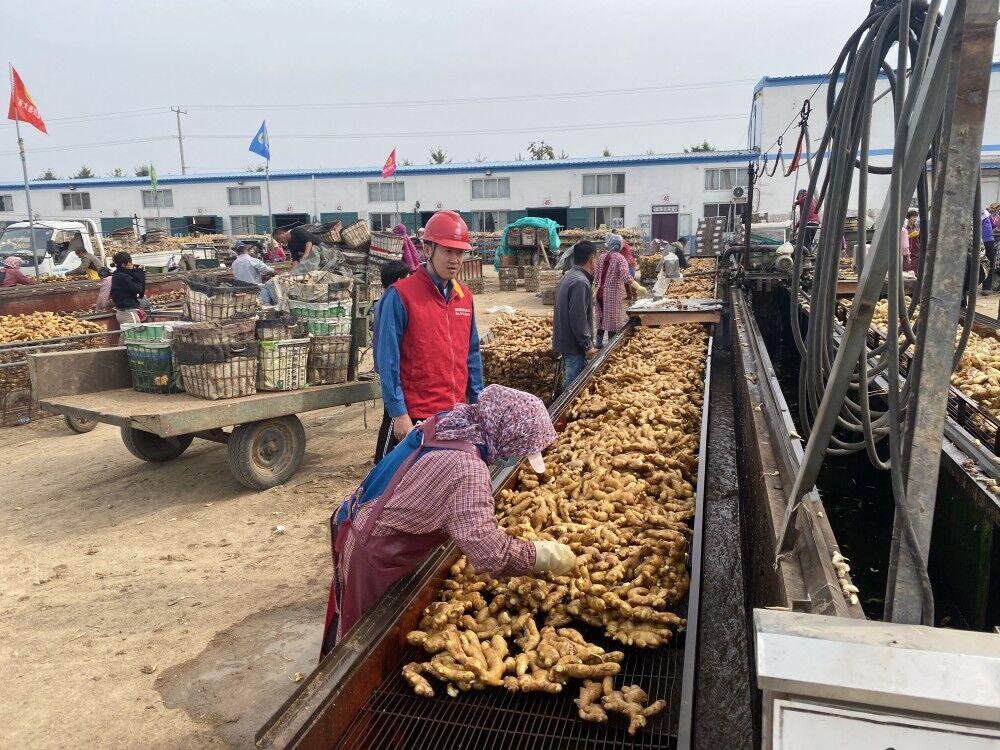 小姜價格行情深度解析，揭秘市場行情??